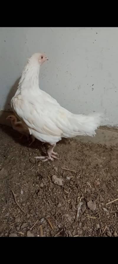 aseel Hera female with chicks