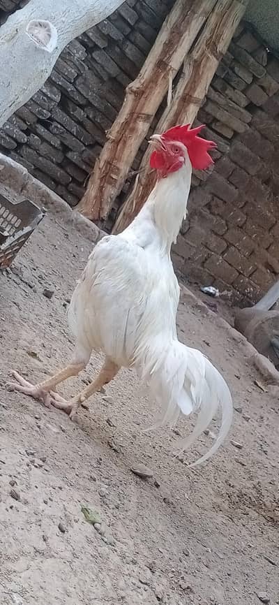 Quality Heera, Bangum Heera, salyta chena and lakha male