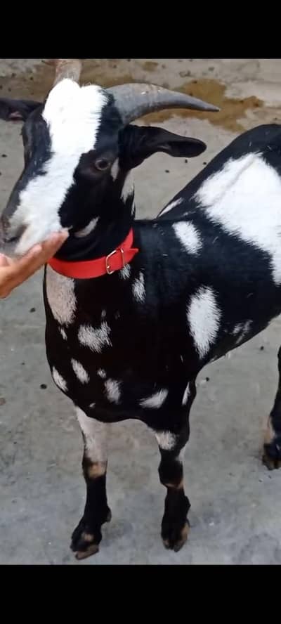 VIP commando ajrak tapra kheera bakra available