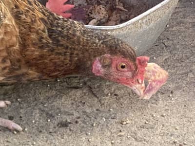 Healthy Aseel Cross Hen for Sale – Active & Healthy