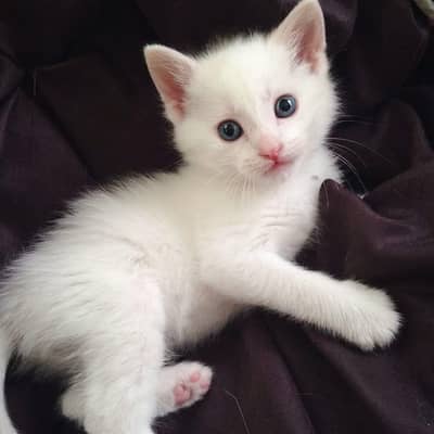 Russian cat for sale