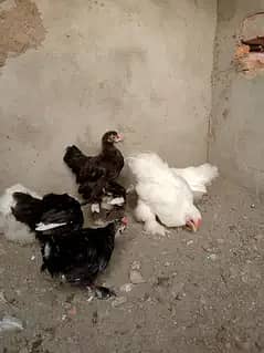 white bantam and black bantam
