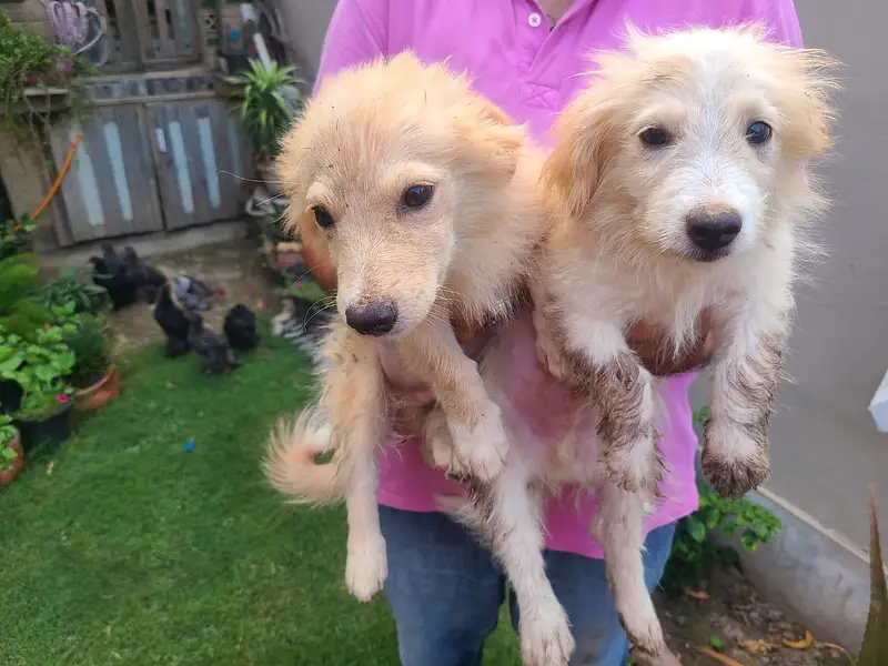 Home breed zero size Russian puppies available (03228809948) — photo 6