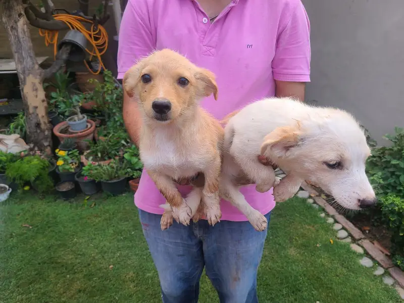 Home breed zero size Russian puppies available (03228809948) — photo 5