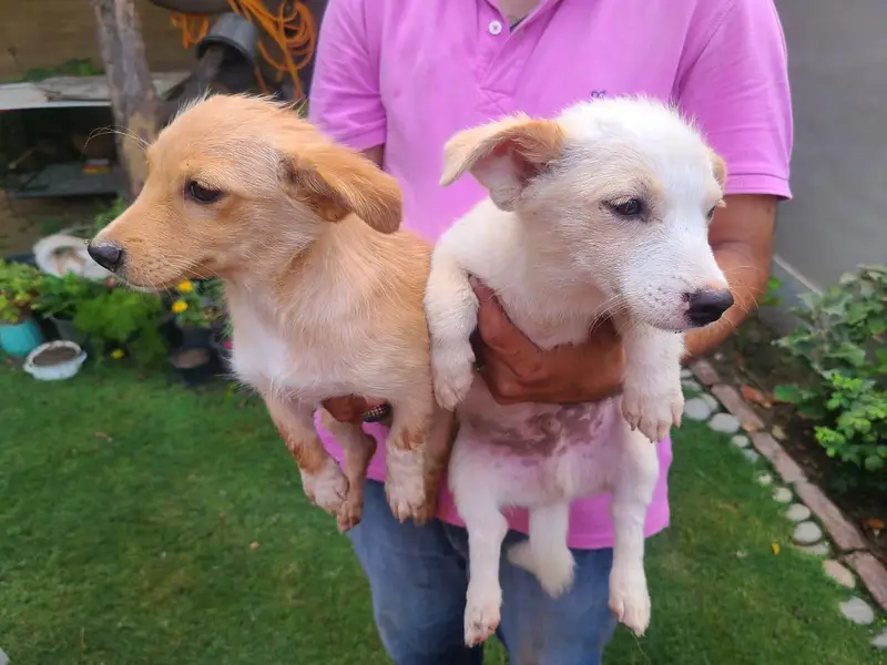 Home breed zero size Russian puppies available (03228809948) — photo 4