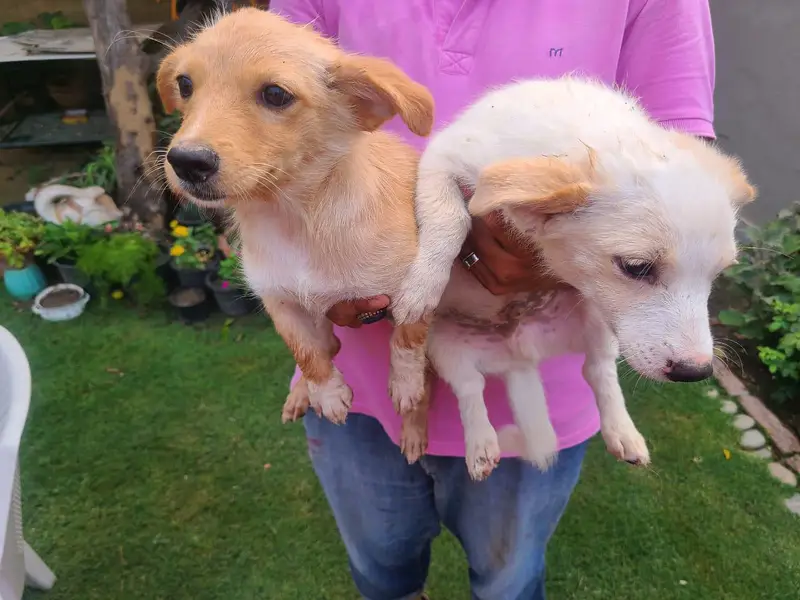 Home breed zero size Russian puppies available (03228809948) — photo 2