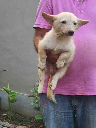 Home breed Zero size Russian puppies available (03228809948)