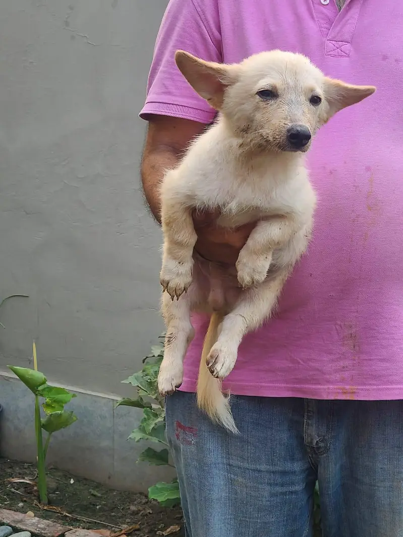 Home breed zero size Russian puppies available (03228809948)