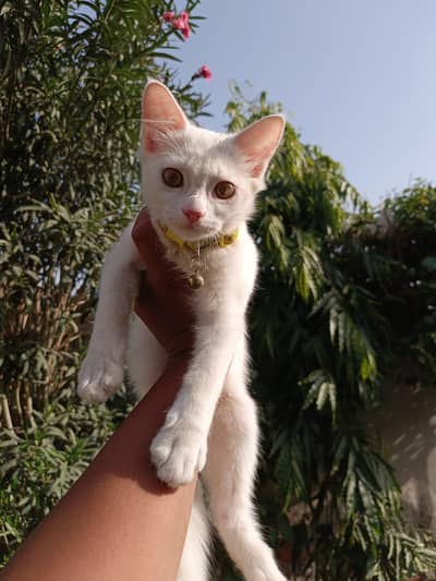 Persian kitten for sale