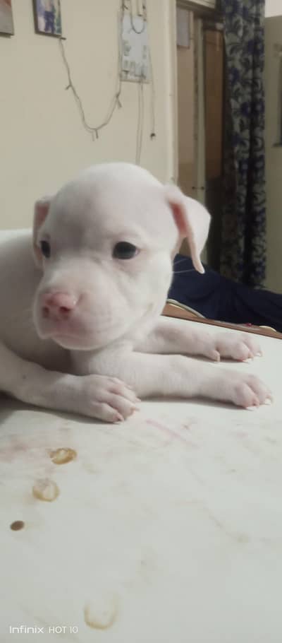 American Pitbull Puppy