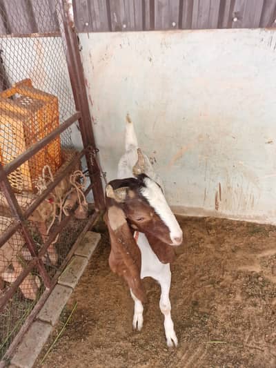 Goats & Sheep for sale