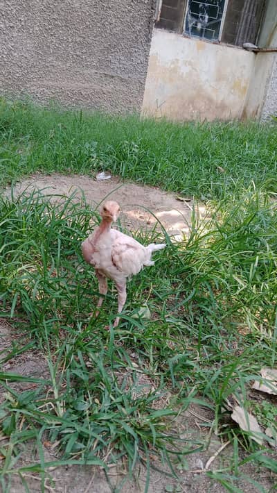 Aseel Heera Chicks
