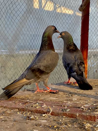 Neela Kamagar Pair For Sale