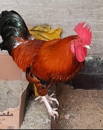 Ghar ki pali hoi Anda dene wali Murghi + sehat mand tandurust Murgha