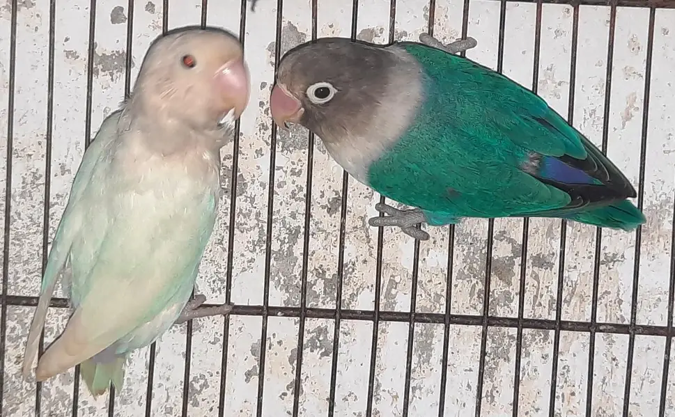 love birds breader pair.
