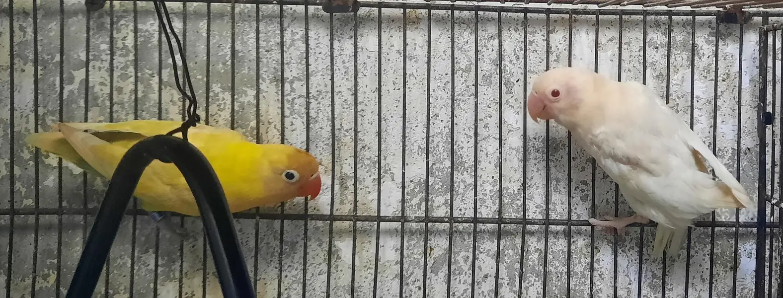 love birds breader pair. — photo 2