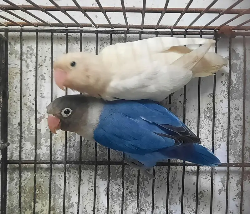 love birds breader pair. — photo 3