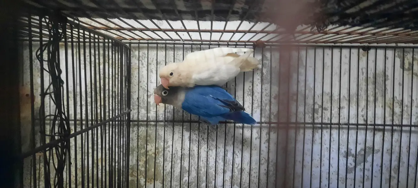 love birds breader pair. — photo 5