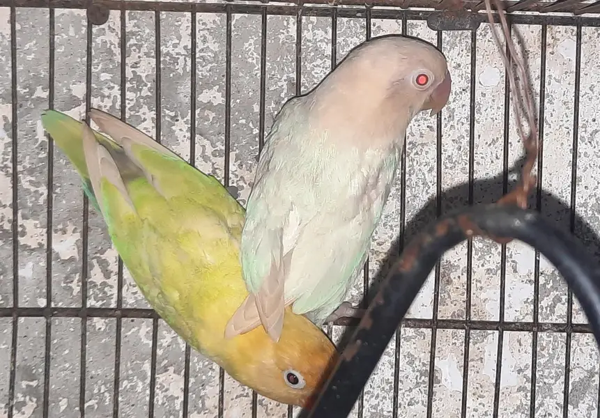 love birds breader pair. — photo 7
