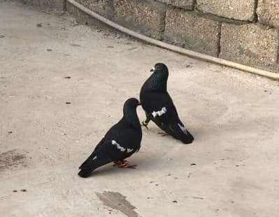 Gola Pigeons