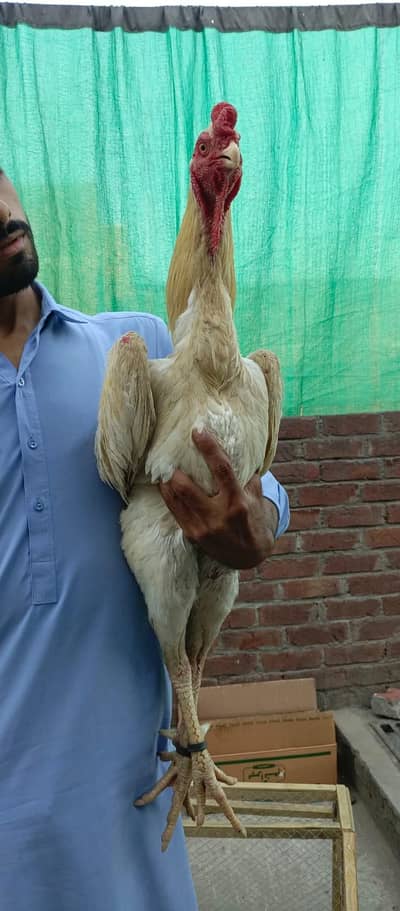 pure Japanese white Shamo breeder murga
