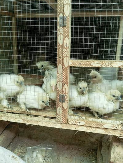 silkies almost 2 months  for sale