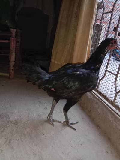 pure Thai female and chicks for sale