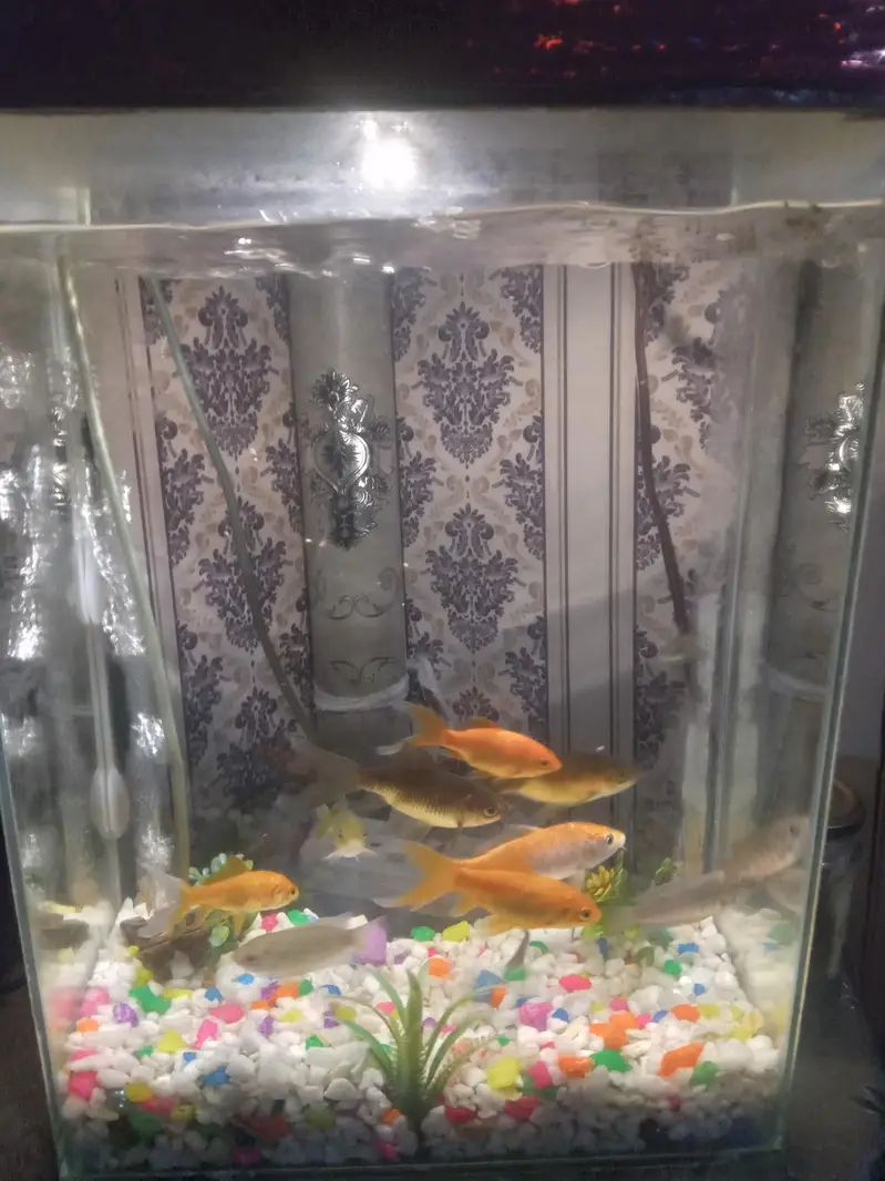 12 beautiful fishes