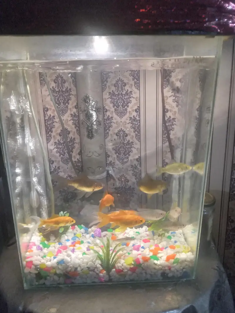12 beautiful fishes — photo 2