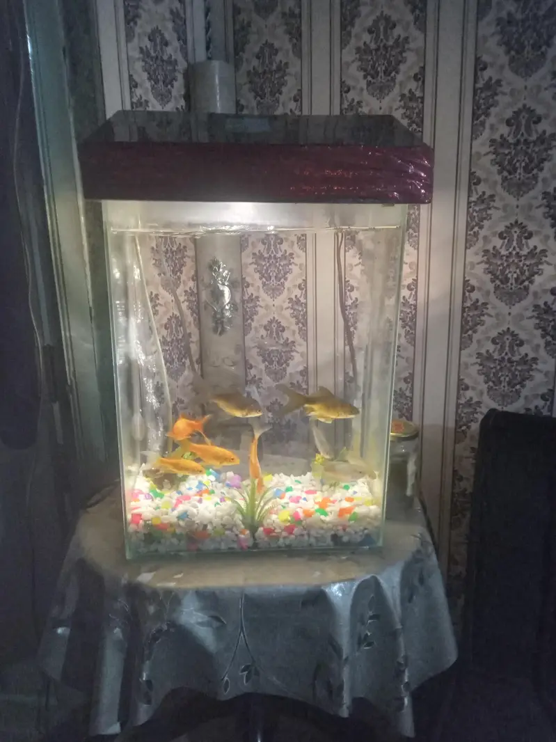 12 beautiful fishes — photo 3