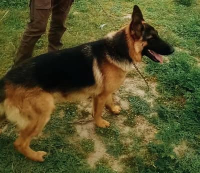 *German Shepherd male | double coat | GSD puppy | Dog for sale*