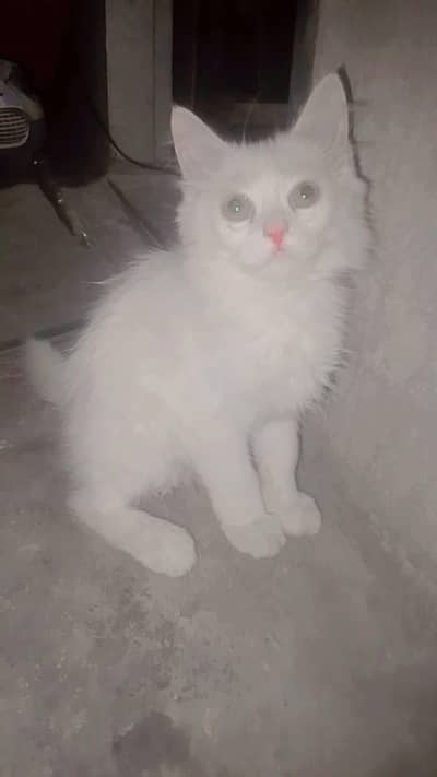 Turkish Cat
