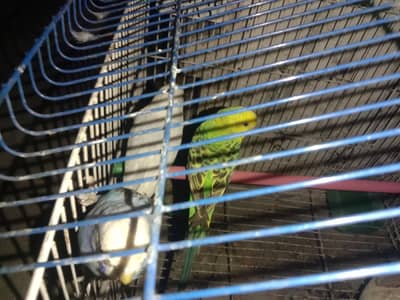 budgies parrot 200 rupees per piece