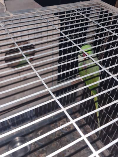 green pahari pair for  sale
