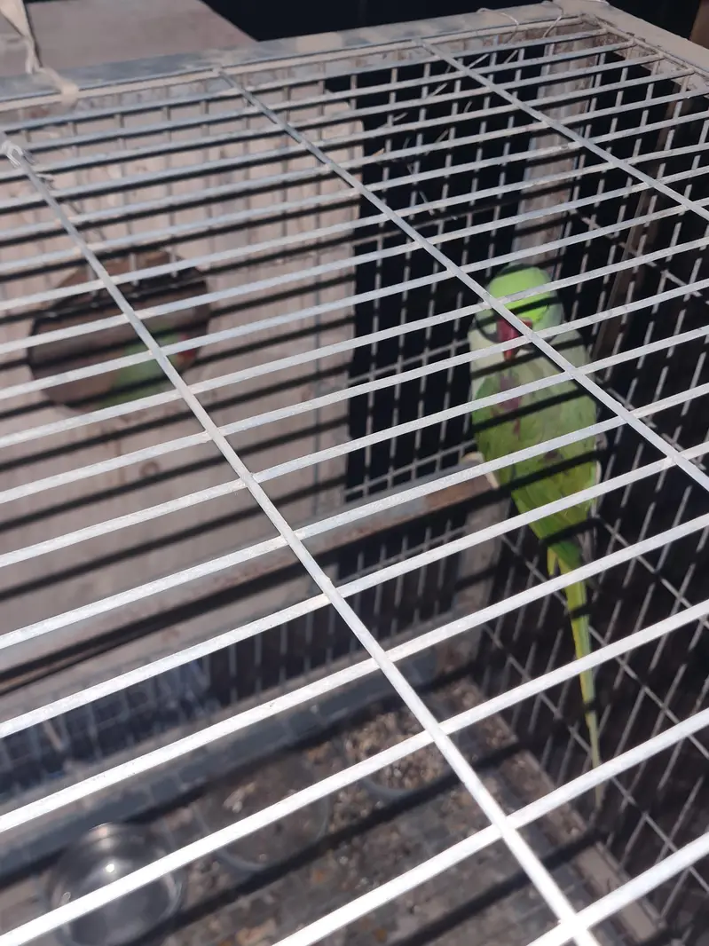 green pahari pair for  sale