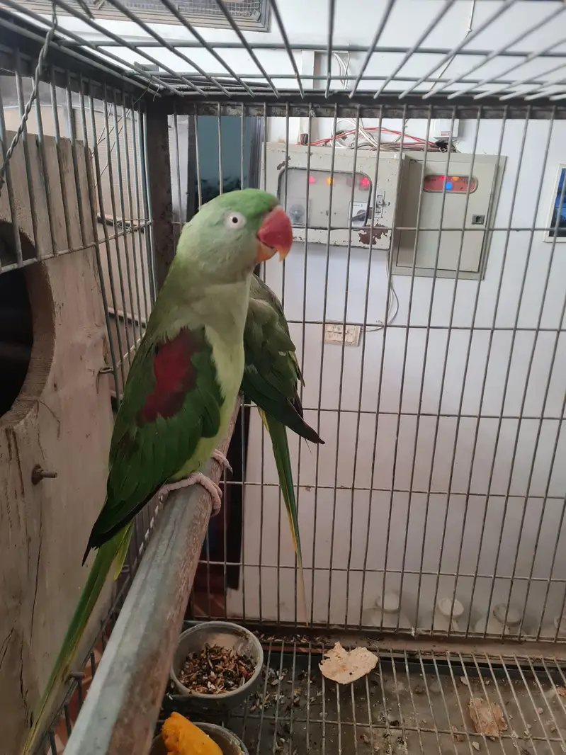 green pahari pair for  sale — photo 2