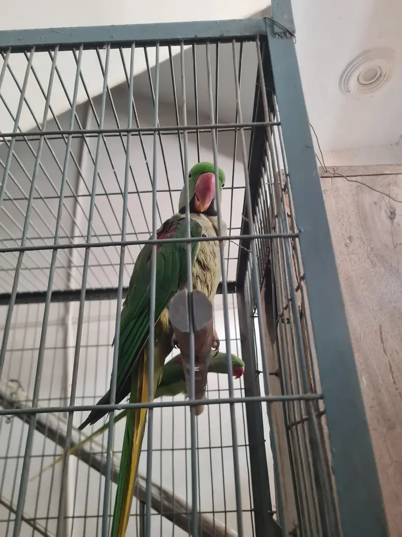 green pahari pair for  sale — photo 3