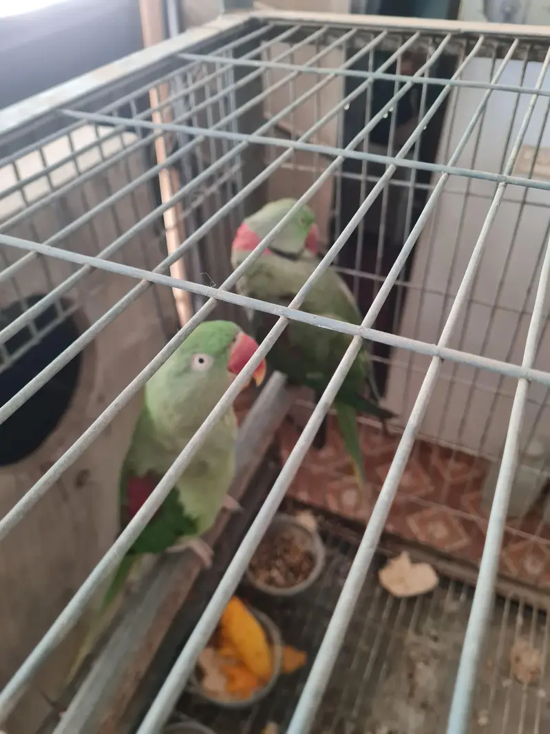 green pahari pair for  sale — photo 4