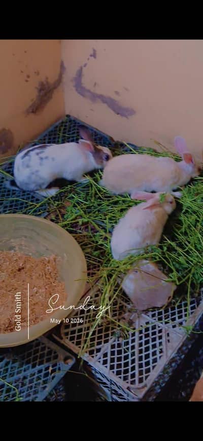 2 female 1 male breeder
