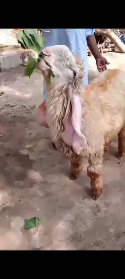 Sheep | Kajla | Chatra | Bakra
