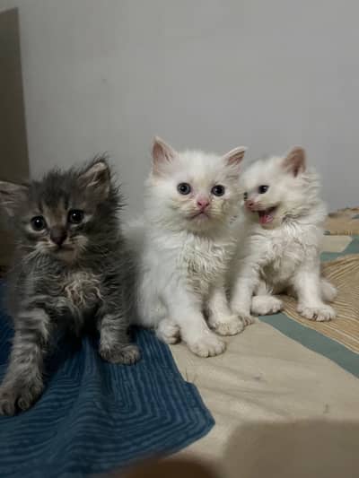 Persian kitten's for sale