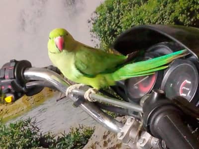 raw parrot pair 13 month age