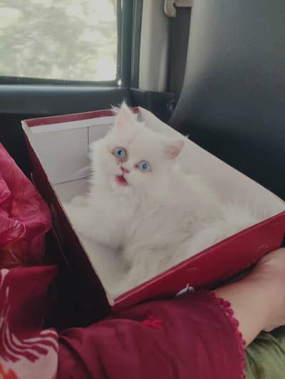 Persian white cat