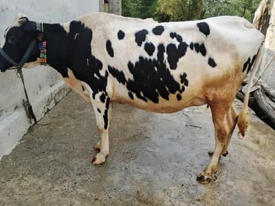Cow First timer 9 Months pregnant