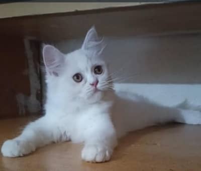 Persian kitten/ Triple coated kitten/ white kitten female kitten