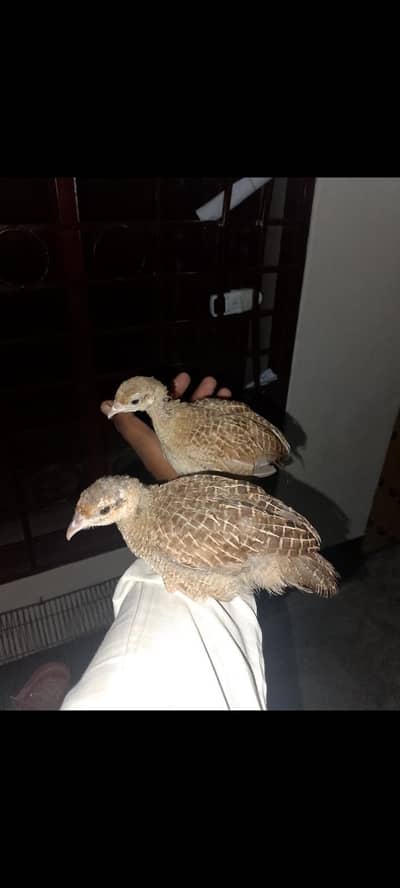 teetar pair