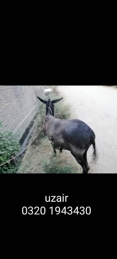 donkey for sale zero32o194343o