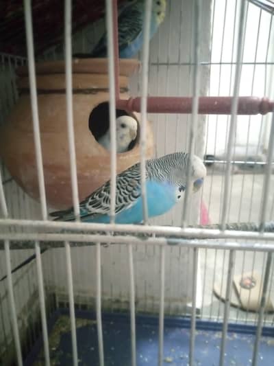 austrilan parrot breeder pair
