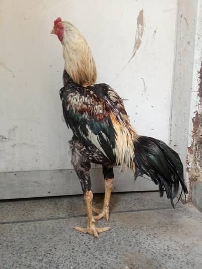 aseel murga for sale number 1 sal