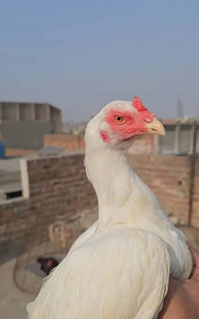 aseel murgi for sale